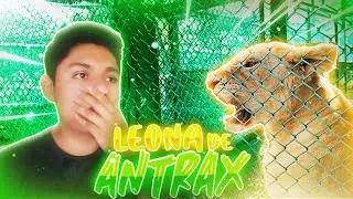LA LEONA DE ANTRAX 🔵 ¿QUÉ PASO CON LA LEONA DE ANTRAX? 🔵 Mikelanllelo