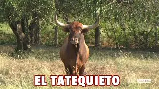 EL TATEQUIETO EN EL CAMPO