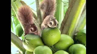 ShowReel Animal & Charactor Animation