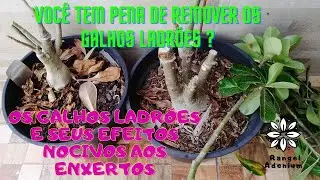 Galhos ladrões e seus efeitos nocivos aos enxertos #68