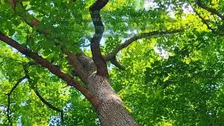 The Tune Of Gratitude 🙏 By Carol Ann Henderson
