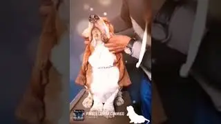Basset Hound excelentes líneas solo en Basset Praderas