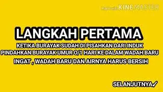 CARA MERAWAT BURAYAK IKAN GUPPY