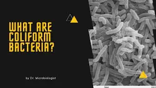 what are coliform bacteria?