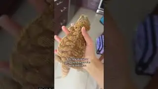 IF YOU DONT LIKE REPTILES, LEAVE.😤