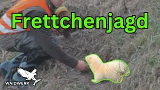 Frettchen in Action: Erfolgreiche Kaninchenjagd & Profi-Tipps zur Frettchenhaltung!