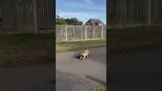 TJ The Skateboarding Dog 🐾 🛹 #skateboard #skateboarding #skateboard ingdog oard