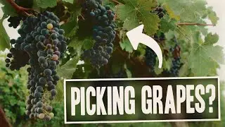Are We Really Harvesting Grapes?! | HaYovel