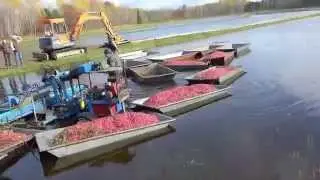 Сбор клюквы. Неожиданная технология! Иммиграция Канада.