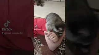 боремся с Хрюнделем