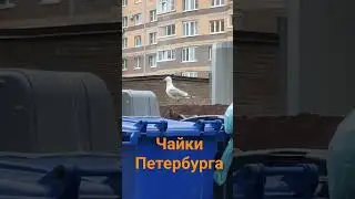 Seagullls of St. Petersburg, 