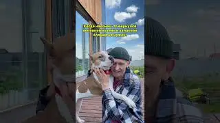 Любовь Амстаффа #shortvideo #shorts #стаффорд #собака #pitbull #puppy