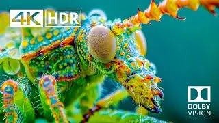Best of 4K HDR 60fps Dolby Vision (4K Video) ULTRA HD 
