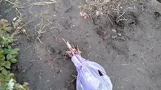 Посадка малины осенью в траншею.