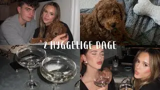 henter vores nye HUNDEHVALP!