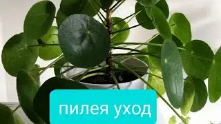 #пилея