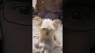 Pixi our dog playing with his teddy