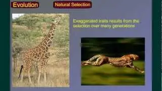 Evolution Part 2A: Natural Selection-Evolution of Evolution