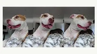 Dog Love for Aiden #dogs #pitbulldog