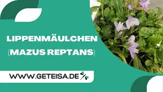 Lippenmäulchen | Mazus reptans im Teichpflanzencheck