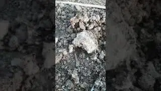 куряк удобрения вносим что произошло