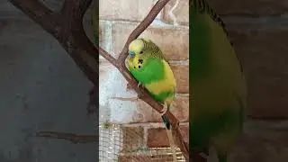 Попугай и почесотки