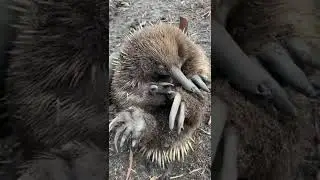Wild Echidna, all spikes on top and soft underneath. #wildlife #nature #animals #outdoors