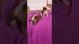 Cute Puppies 🥰 🥰 🥰 #puppy #dog #shortsvideo #shortsfeed #shortsviral