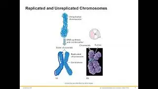 Cell Division Mitosis