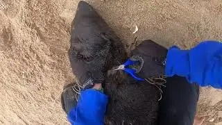 Kayakers Help Save Seal Pups