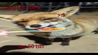 funny fox 100% (top 50 tscl)