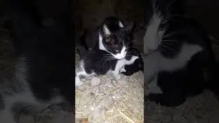 How cats feed their kittens