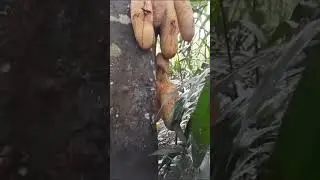 panen cempedak # panen buah cempedak viral # fyp