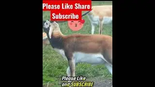 Amazing Pure Love of Antelopes || Antelopes Mating|| Mating Animals 