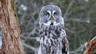 Great Grey Owl  Fun Facts for Kids