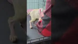 Выживший Морис, шлёт привет! 