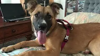 Beautiful german sheperd pitbull mix not aggressive