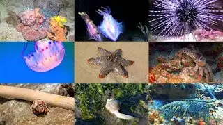 Sea Animals Pronunciation for Children (with videos)