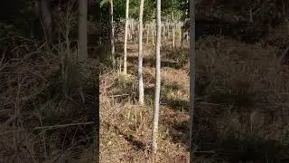 Marcação das árvores para fazer o 1° desbaste no Mahogany404 2° edição