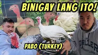 Binigyan ako ng Pabo (Turkey)