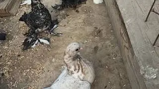 Голуби свинцовые молодежь!!!!