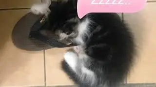 Tidur anak kucing