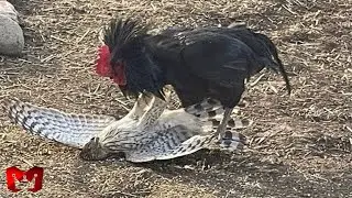 PETS VS PREDATORS!! Eagles VS Chickens: How Pets Fight Their Enemies