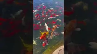 #Koi #Fish #Ambience #For #Relax #Reset #Calm