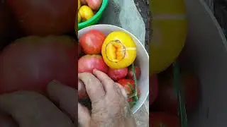 Какой это сорт?