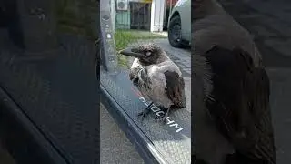 Ворона whoosh