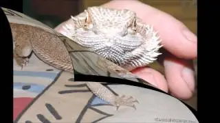 бородатая агама