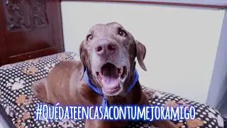 #quedateencasacontumejoramigo
