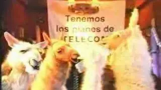 La llama que llama 16 - Babe