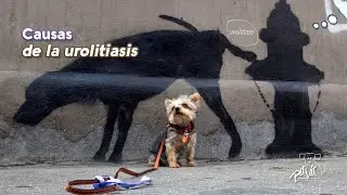 Urolitiasis en perros y gatos